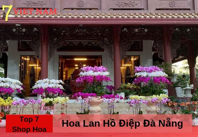 Top 7 Shop Hoa Lan Hồ Điệp Đà Nẵng