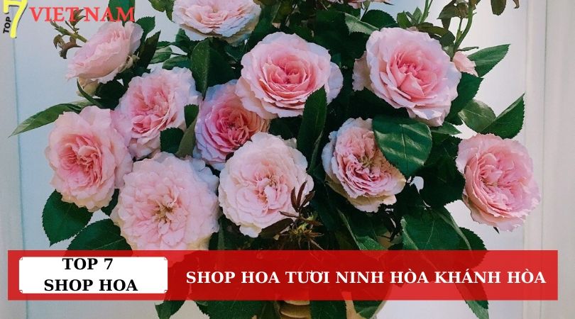 Top 7 Shop Hoa Tươi Thị Xã Ninh Hòa Khánh Hòa